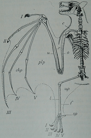 Scheletro di pipistrello vista frontale